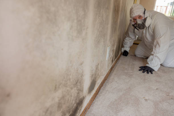 Mold Documentation for Insurance Claims in Nixon, PA
